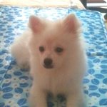 ### 화이트<b>포</b><b>메</b>? '꽁이'를 소개합니다. 두번째 ###