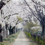 용인 에버랜드 부근에서 벚꽃축제 열린데요