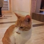 강남역 고양이 다락방 애기들 ㅋㅋ