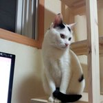 [냥판] <b>대두</b>김용배의 난해한 어제의 일기