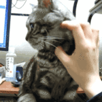 <b>라바</b>의 무서운 이야기(단편) 39