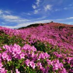  봄에 꼭 가봐야할 <b>등산</b>코스~
