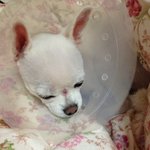 1년전...'포메'<b>레옹</b>이를 기억하시나요^_^