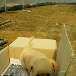 이제 <b>두달</b>이 되어가는 귀여운 땅콩이