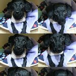 우리집 <b>토이</b>푸들블랙 장군이! 잘생긴건가요!!