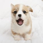 <b>웰시</b>코기 ㅋㅋㅋㅋㅋㅋㅋ<b>웰시</b>코기 요즘인기왜이리많음.