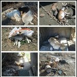 광탄 <b>사체</b>와 살아있는 개들이 함께있던 학대현장..