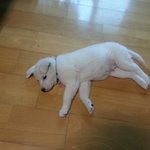 200일된 백구 둥이를 소개합니당!(스압有)