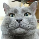 <b>러블</b>냥) 오줌싸개 만두 이야기 2