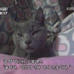 <b>도도</b>한 콩양이