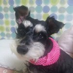 2탄-[b&amp;w슈나] 오레오같은 깜순's style book