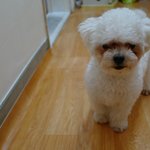 1년째 숨바꼭질 하는 말티푸 <b>둥이</b>를 소개합니다~