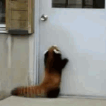 랫서<b>팬더</b>.gif