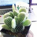 이 선인장 <b>품종</b> 가르쳐주세요!!