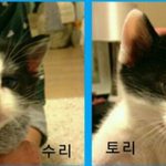 아가냥들의 <b>집사</b>님해주실 분!