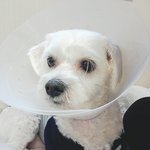 우리<b>찐빵</b>이좀 지옥에서구해주세요