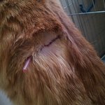 (사진,영상有) 길냥이 등에 구멍이 났어요