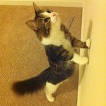 세상 어디에도 없는 차칸 개냥이 우유