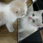 얼짱 고양이 입니당( 난 우리집 고양이가 세상에서 제일 귀여움 )