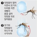 <b>모기</b>가 비를 피하는 방법.jpg