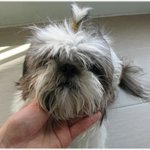 시츄 남아, 강아지 주인 찾아주세요..<b>t</b>.t