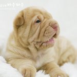 <b>내사</b>랑 샤페이