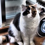 반려동물 사진찍을 <b>때</b>의 마음가짐?(유봉이네)