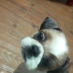 2년<b>반개</b>월된 시츄 여아분양해여..