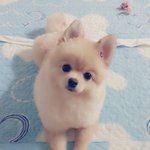 내딸 콩지 두번째 <b>미용</b>!!!