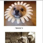 웃긴 <b>개사진</b> 시리즈