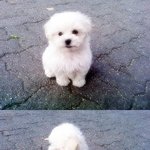 개털 알레르기 때문에 귀염<b>둥이</b>를 보내야 할 것 같아요 ㅠㅠ