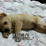 이제 <b>두달</b>이 되어가는 귀여운 땅콩이2