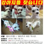 부산에서 실종된 강아지를 찾습니다(말티즈가 섞인 믹스견, 수컷)...