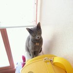 (대전)고양이 찾습니다.