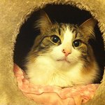 알고보니 노르웨이숲 고양이었던 우유