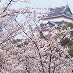 벚꽃의 원산지는 일본이다????? 라고 말하는 분들 언능 오세요...