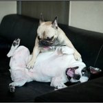 개 <b>똥배</b>마사지~