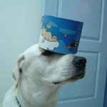 주인 잘못만나 고생인 애완<b>동물</b>들