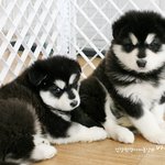 형들 나강아지분양받앗음. 바우<b>파우</b> 라는곳에서