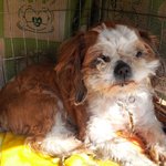 귀가잘린 <b>시츄</b> 임보처찾아요