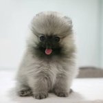 네이버 바우<b>파우</b> 검색