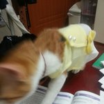 우리땡<b>순이</b>도 자랑해요^^(냥판)