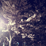 벚꽃축제에서 이래도 될까요?
