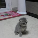 [폴드냥] 우리이쁜 먼지를 소개합니다