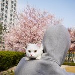 꽃구경간 고양이