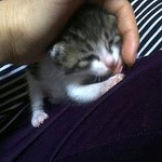 우리집 <b>미묘</b>냥이 뺑돌