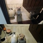 샤페이 코골이 김봉구 [세번째 이야기]