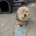 믹스견이서 슬픈 아이의 <b>임보</b>&amp;입양처를 찾고 있어요..