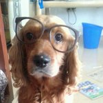 개3마리고양이1마리 그리고 울엄마