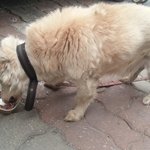 <b>성북구</b> 성북천 근처에 이사후에 버려진 강아지가 있어요. (성북천...